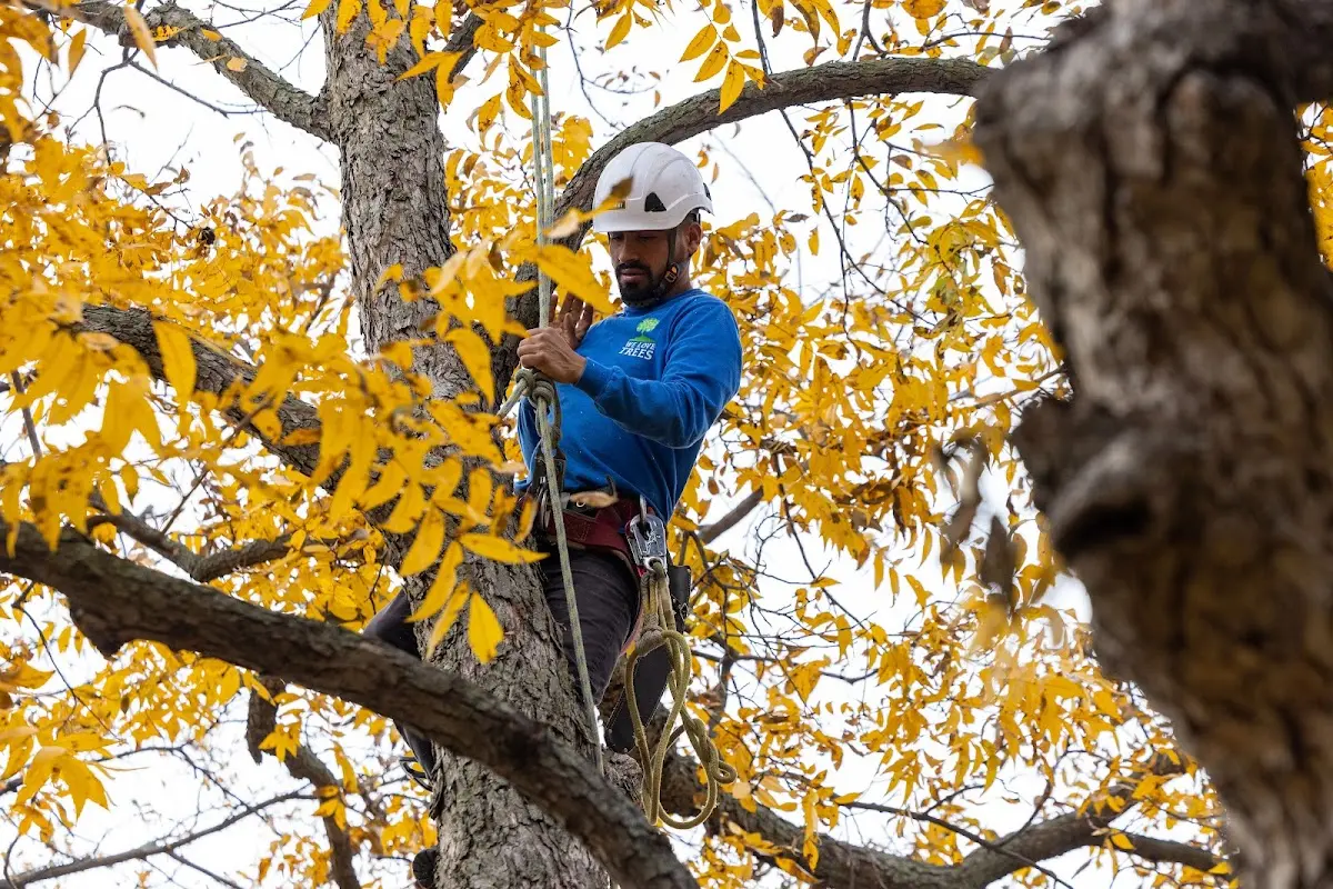 Skilled Tree Transplanting crew working in Leicester